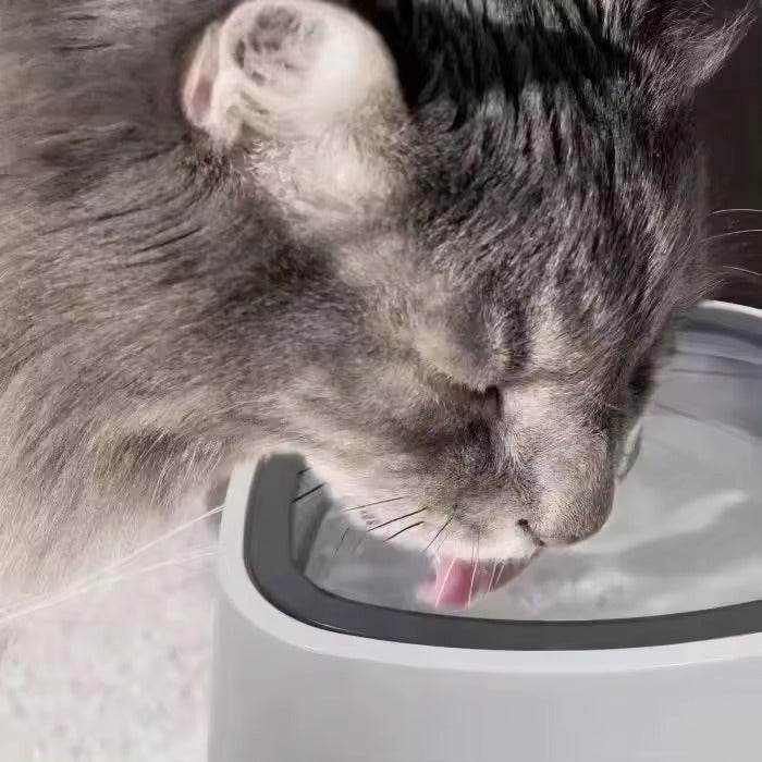 Splash Free Pet Water Bowl - DMC Wholesale